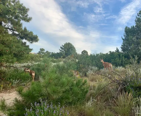 Ute Valley Park, Colorado Springs